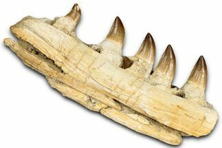 Fossil Mosasaur (Prognathodon) Jaw with Five Teeth - Morocco #353159