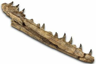 Fossil Mosasaur Jaw From Laayoune, Morocco - New Location #353161