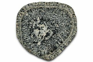 Polished Orbicular Granite Section - Western Australia #353163