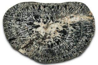 Buy Orbicular Granite