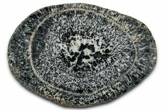 Polished Orbicular Granite Section - Western Australia #353170