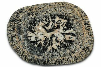 Polished Orbicular Granite Section - Western Australia #353171
