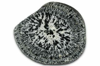 Polished Orbicular Granite Section - Western Australia #353174