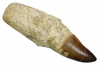 Fossil Rooted Mosasaur (Thalassotitan) Tooth - Morocco #353193