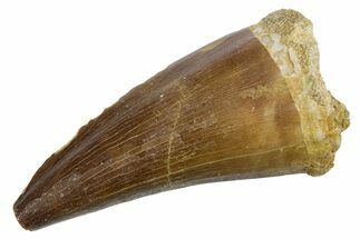 Fossil Mosasaur (Mosasaurus) Tooth - Morocco #353198
