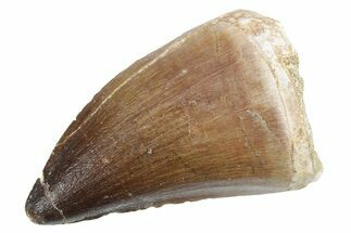 Fossil Mosasaur (Thalassotitan) Tooth - Morocco #353224
