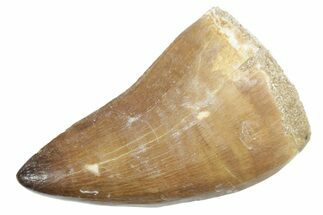 Fossil Mosasaur (Thalassotitan) Tooth - Morocco #353225