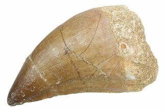 Fossil Mosasaur (Thalassotitan) Tooth - Morocco #353231