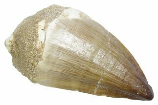 Fossil Mosasaur (Thalassotitan) Tooth - Morocco #353244