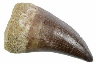Fossil Mosasaur (Thalassotitan) Tooth - Morocco #353256