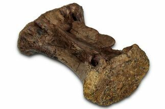 Fossil Raptor (Anzu) Sacral Vertebra - Montana #353274