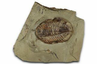 Colorful Asaphid Trilobite With Antennae - Fezouata Formation #353350