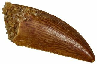 Serrated Raptor Tooth - Real Dinosaur Tooth #353352