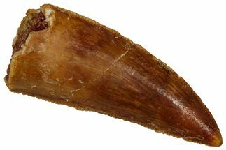 Serrated Raptor Tooth - Real Dinosaur Tooth #353353