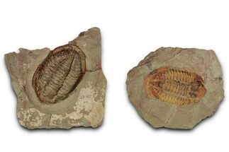 Colorful Asaphid Trilobite With Pos/Neg - Fezouata Formation #353357