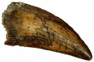 Serrated Raptor Tooth - Real Dinosaur Tooth #353366