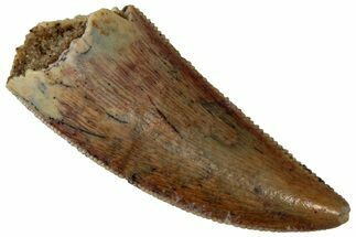 Serrated Raptor Tooth - Real Dinosaur Tooth #353370