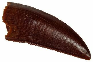 Serrated Raptor Tooth - Real Dinosaur Tooth #353378