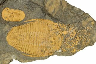 Two Bright-Orange Trilobites (Ormathops sp & Prionocheilus?) #353407