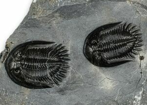 Two Beautiful Mrakibina Trilobites - Mrakib, Morocco #352624