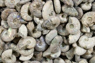 / Silver Iridescent Ammonite Fossils #353408