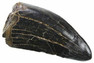 Serrated, Tyrannosaurus (T Rex) Tooth - Montana #353332