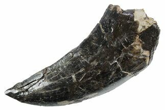 Huge, Serrated Tyrannosaur (Nanotyrannus) Tooth - Montana #353334