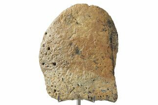 Fossil Dinosaur (Ankylosaurus) Scute - Wyoming #353345