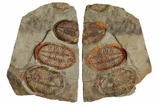 Three Colorful Asaphid Trilobites With Pos/Neg - Fezouata Formation #353361