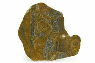 Polished Mesoproterozoic Stromatolite (Conophyton) - Australia #353319