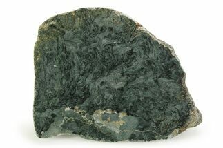 Polished Stromatolite (Alcheringa) Section - Billion Years #353342