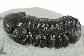 Detailed Austerops Trilobite - Ofaten, Morocco #351915