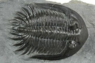 Mrakibina Trilobite - Mrakib, Morocco #353034