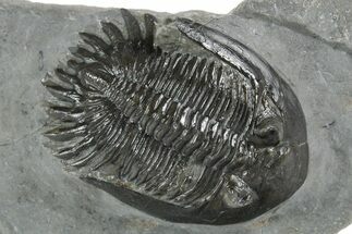 Mrakibina Trilobite - Mrakib, Morocco #353036