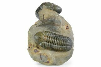Two Detailed Reedops Trilobites - Atchana, Morocco #353039