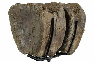 Pair of Hadrosaur (Brachylophosaurus?) Vertebrae - Montana #353450