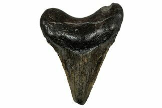 Serrated, Juvenile Megalodon Tooth - South Carolina #353298