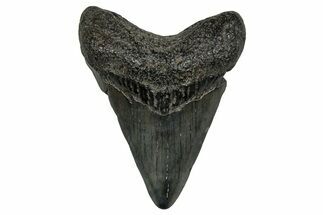 Juvenile Megalodon Tooth - South Carolina #353299
