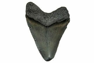 Serrated, Juvenile Megalodon Tooth - South Carolina #353300