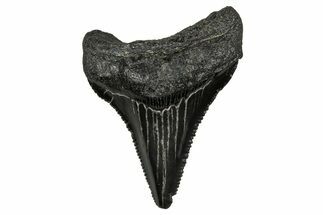 Serrated, Juvenile Megalodon Tooth - South Carolina #353301