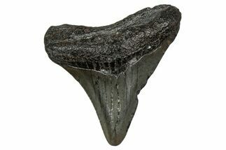 Juvenile Megalodon Tooth - South Carolina #353307