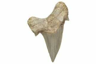 Large, Fossil Shark Tooth (Otodus) - Morocco #353412