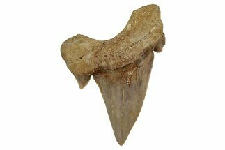 Fossil Shark Tooth (Otodus) - Morocco #353419
