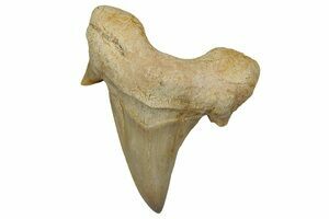 Carcharias (Extinct Sand Tiger) Shark Tooth - Eocene (#3426) For