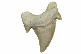 Fossil Shark Tooth (Otodus) - Morocco #353425