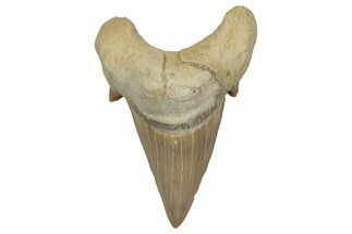 Fossil Shark Tooth (Otodus) - Morocco #353427