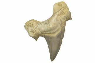 Fossil Shark Tooth (Otodus) - Morocco #353433