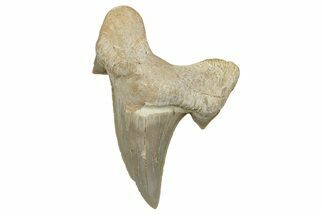 Fossil Shark Tooth (Otodus) - Morocco #353434