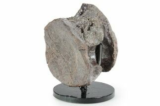 Fossil Phytosaur Vertebra with Stand - Arizona #353414
