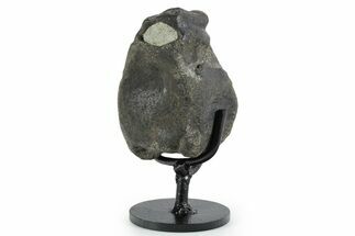 Hadrosaur (Hypacrosaurus) Vertebra with Stand - Montana #353421
